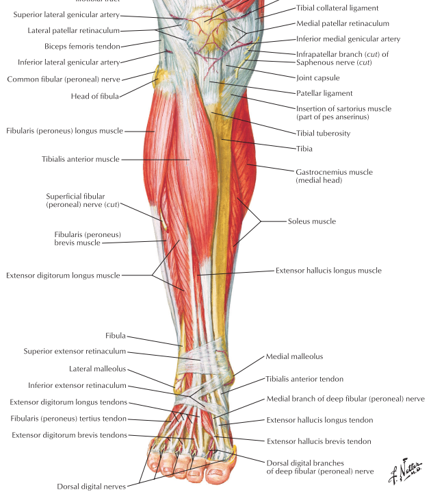 tibial posterior flexor digitorum longus flexor hallucis longus