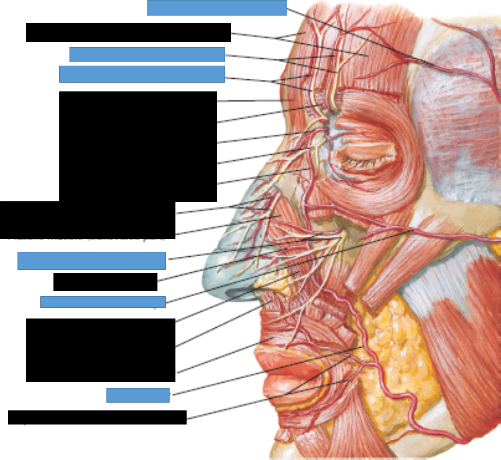 dual innervation of the face