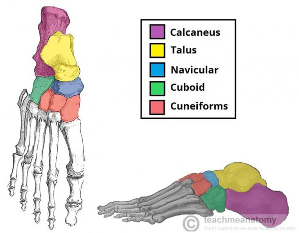 Lower Limb anatomy: bones of the foot Flashcards | Memorang