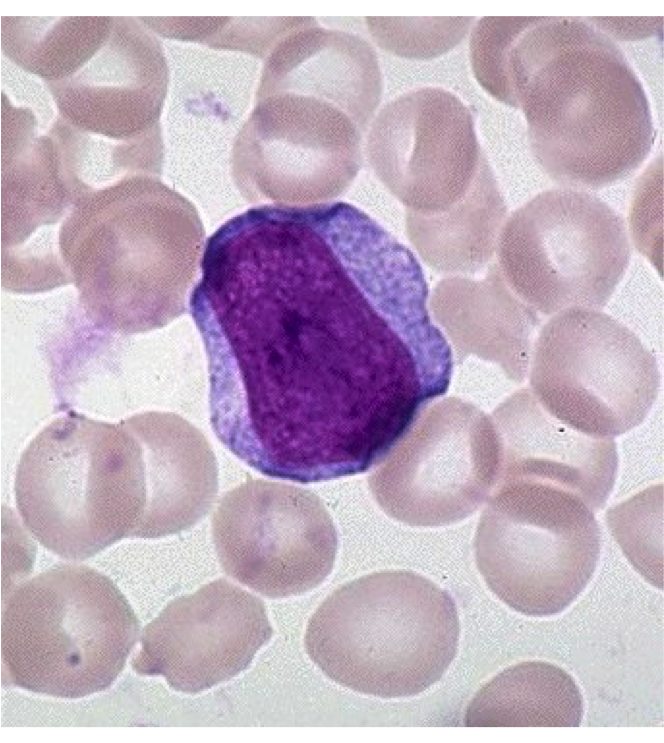 Hematology Flashcards Memorang