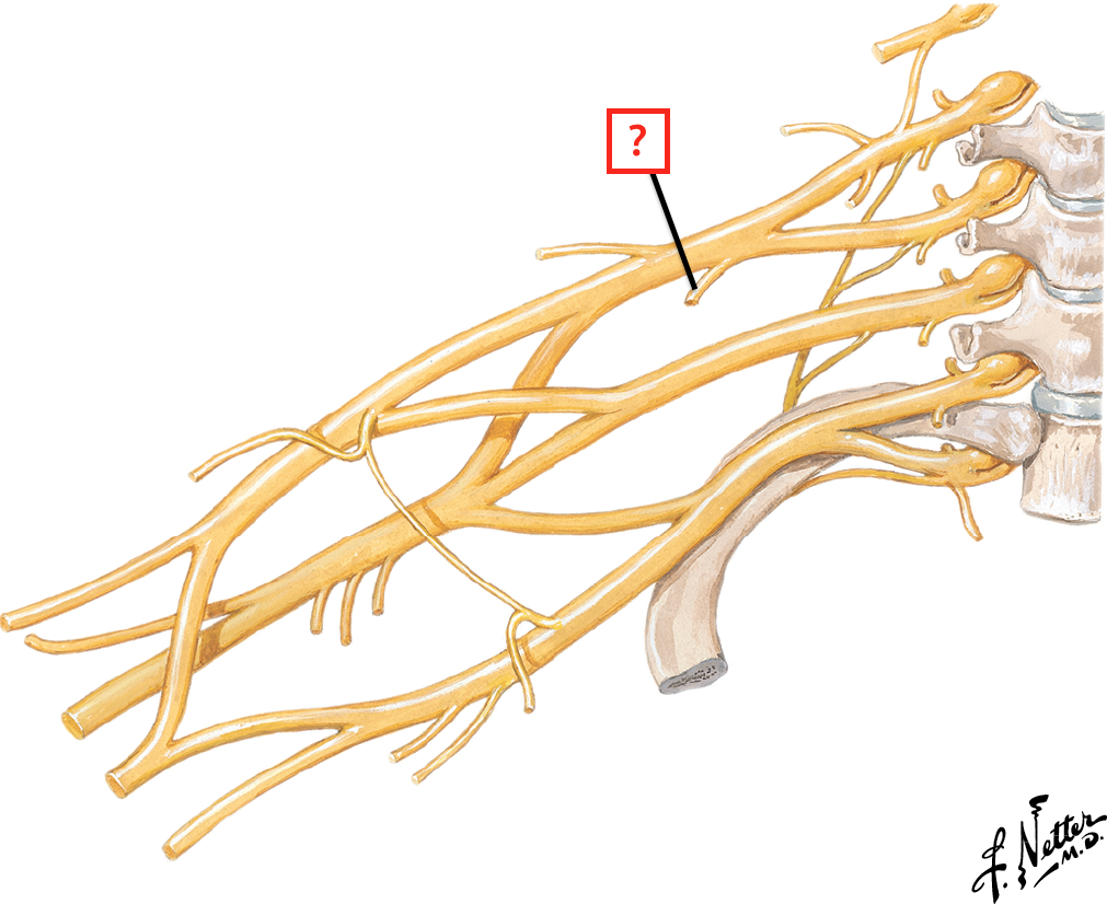 brachial plexus netter