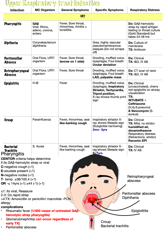 ENT Flashcards | Memorang