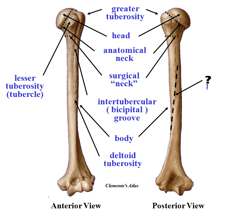 Radial Groove Of Humerus