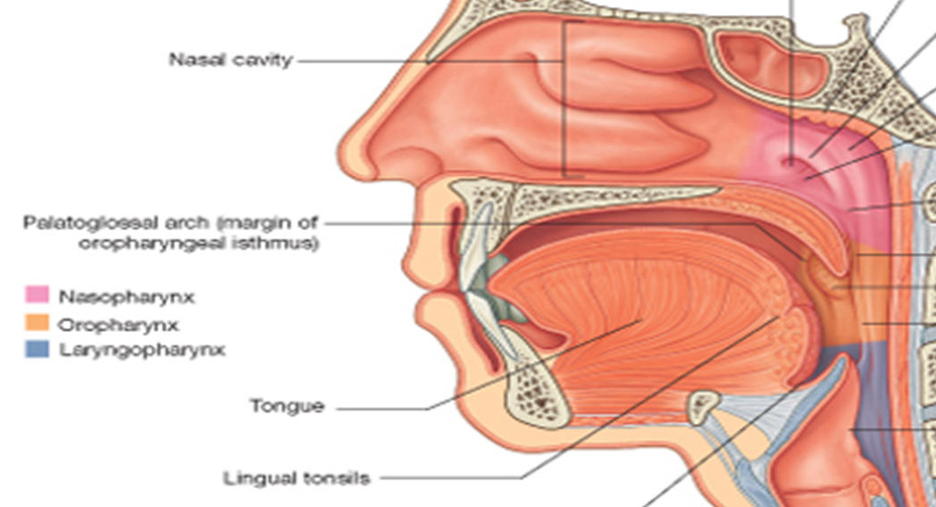 Salpingopharyngealfalte