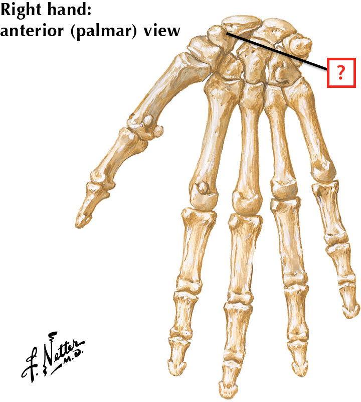 Hand Unlabeled Anatomy