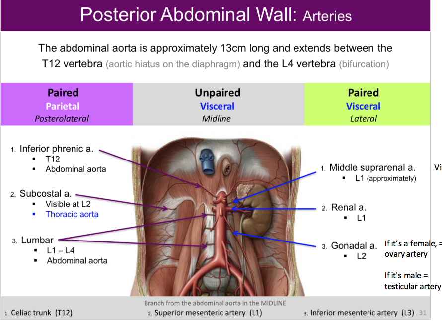 Diaphragm And Posterior Abdominal Wall Flashcards Memorang