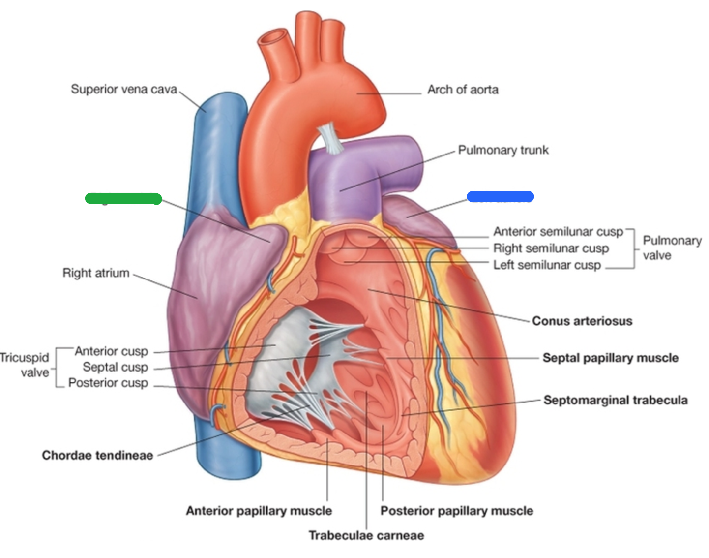 Sulcus Terminalis Heart