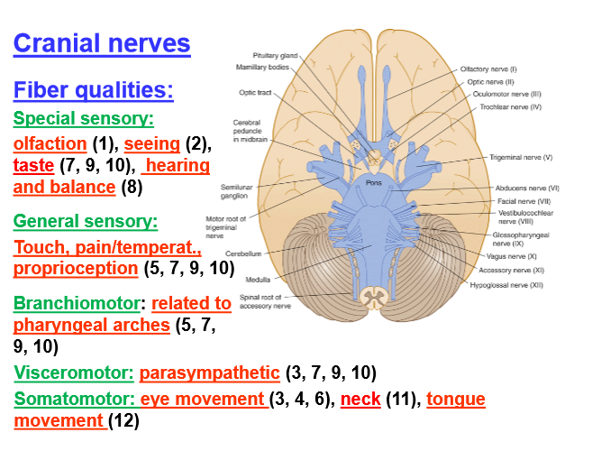 Muscles Innervated By Cranial Nerves Neurology Medbullets