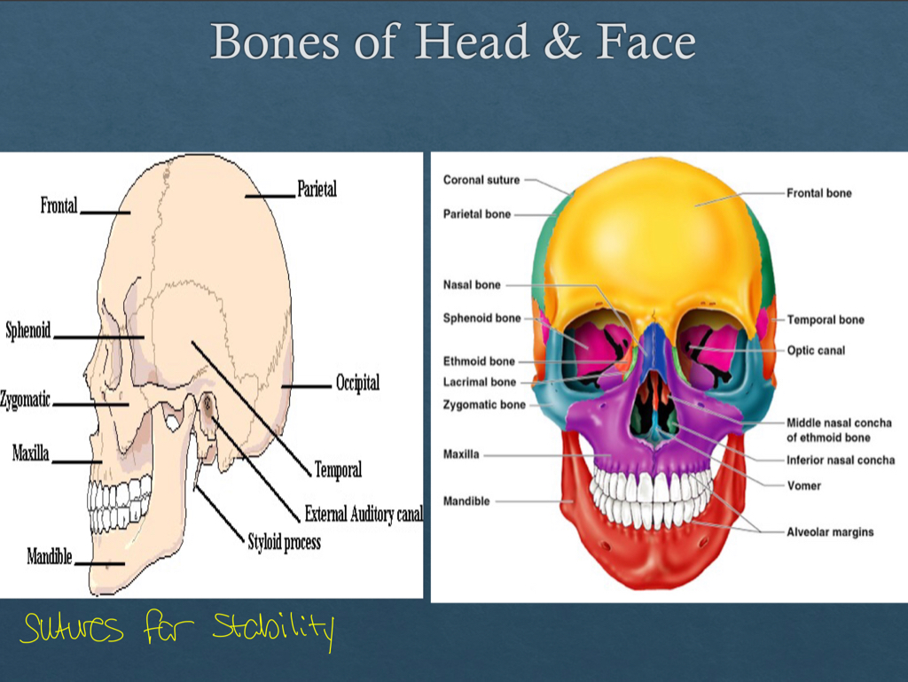 Week 9: Functional Anatomy Of The Head And Face Flashcards | Memorang