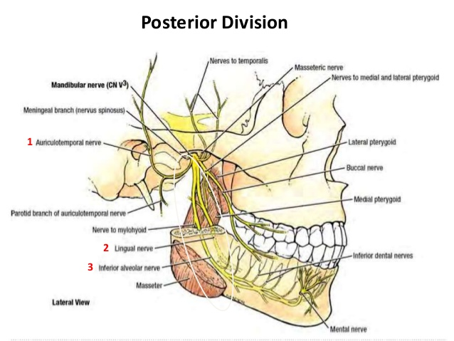 MN is a branch of the posterior trunk of the inferior alveolar nerve
