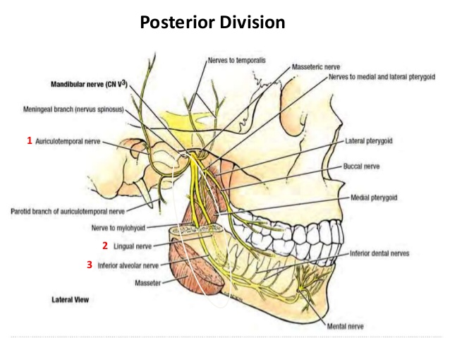 Mandibular nerve divison Branches posterior division: larger than the