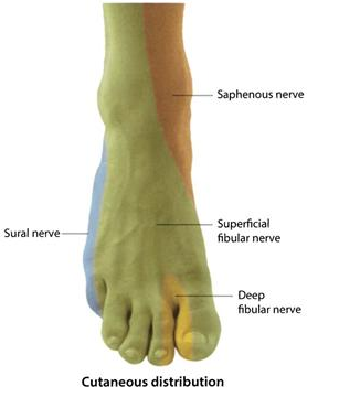 Lower Limb: Innervation Flashcards