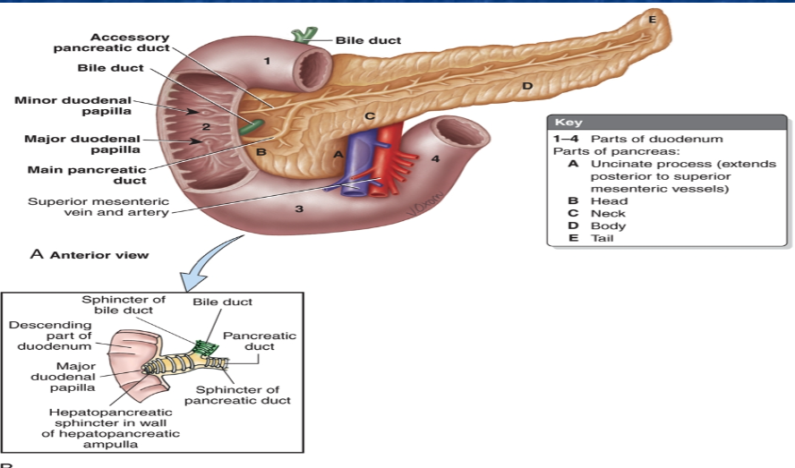 Major Duodenal Papilla Major Duodenal Papilla
