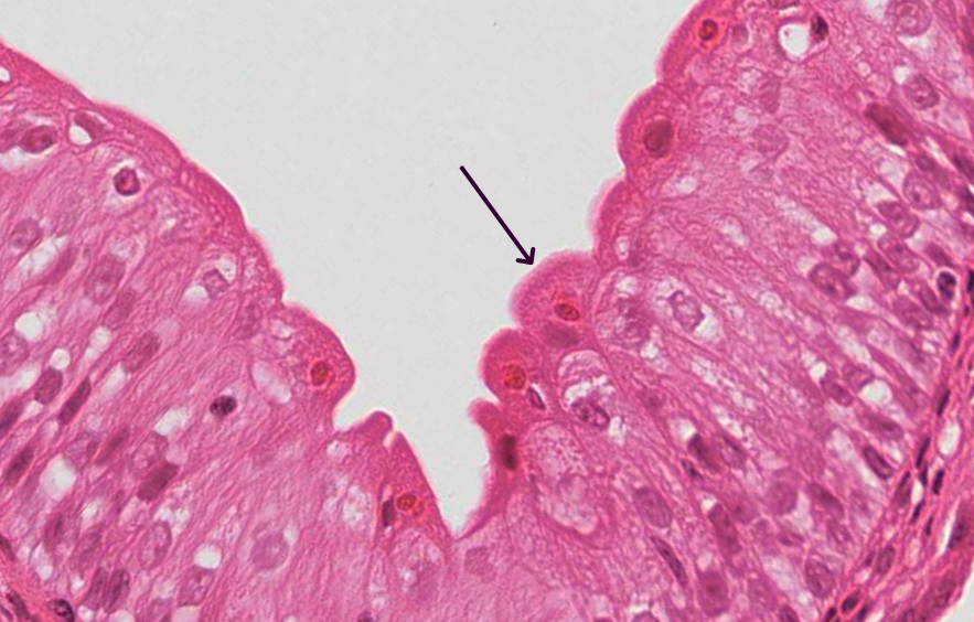 Histology Flashcards | Memorang