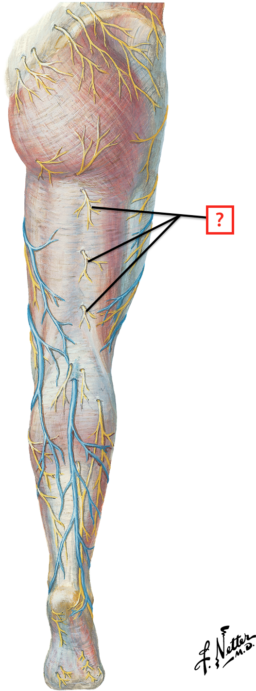 Netter Lower Extremity Great Saphenous Vein Netter Great Saphenous Vein & Small Saphenous