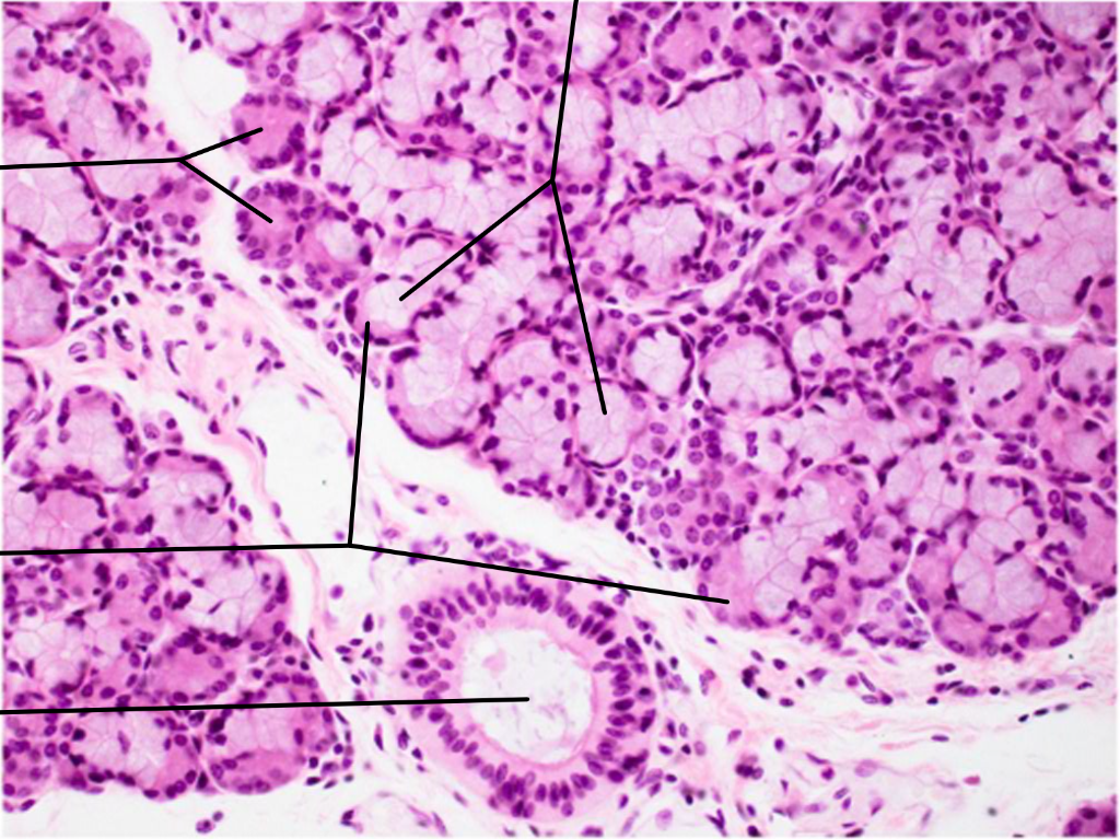 Digestive Histology Flashcards | Memorang