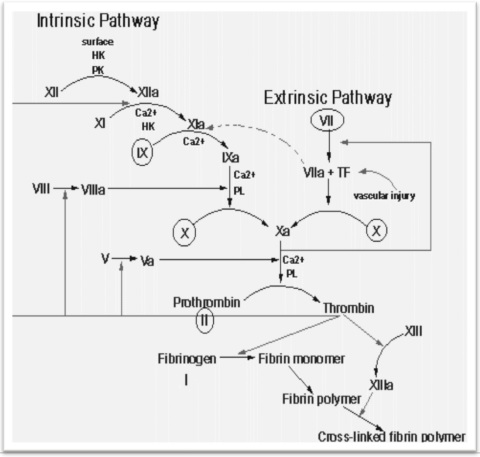 Anticoagulants Flashcards | Memorang