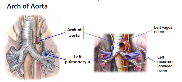 CPR 08 - Mediastinum Flashcards by Joshua Bora