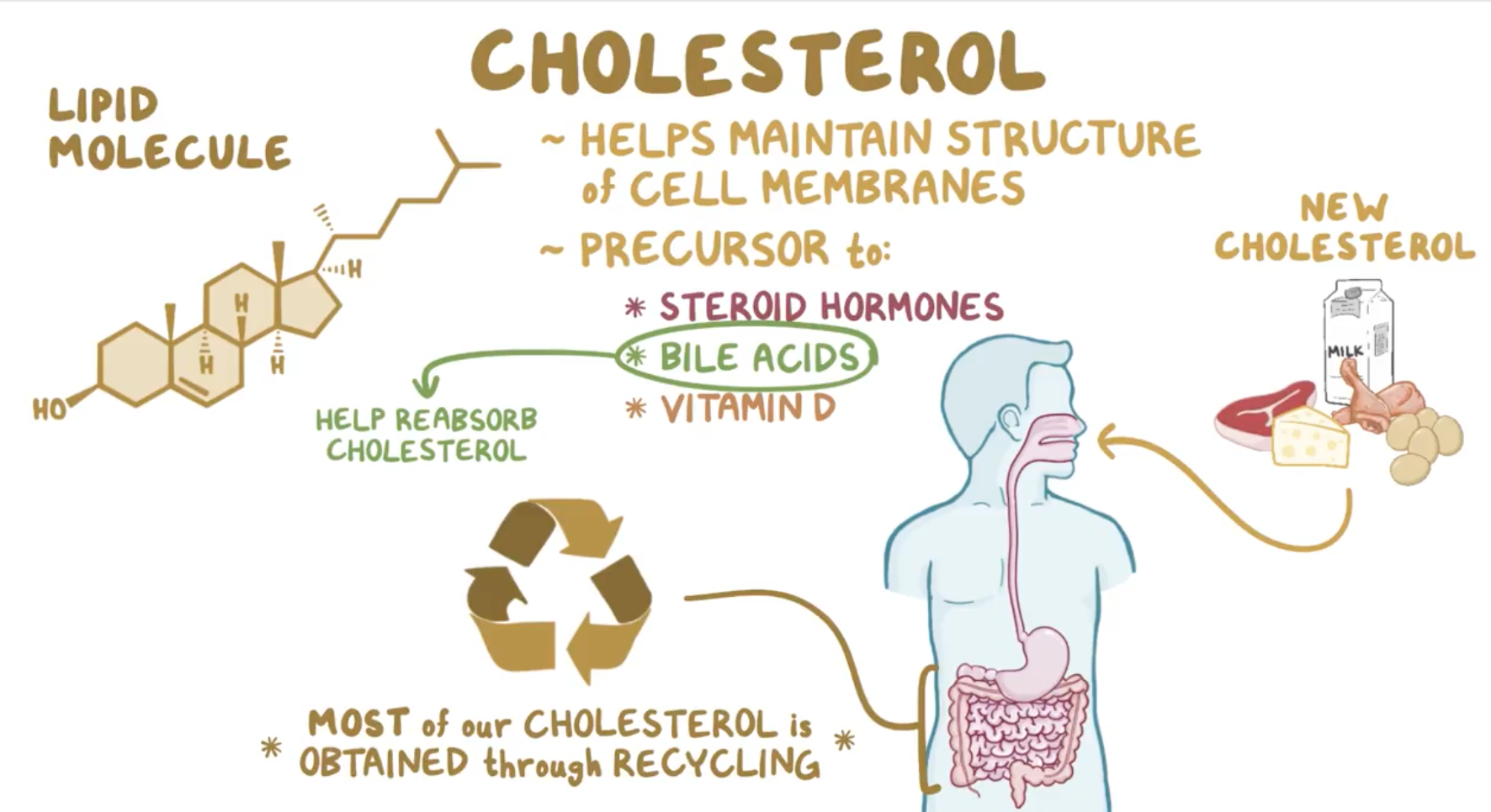 Hypercholesterolemia Flashcards | Memorang