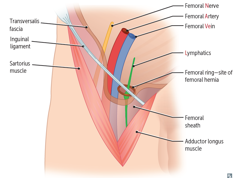 Femoral Triangle - YouTube