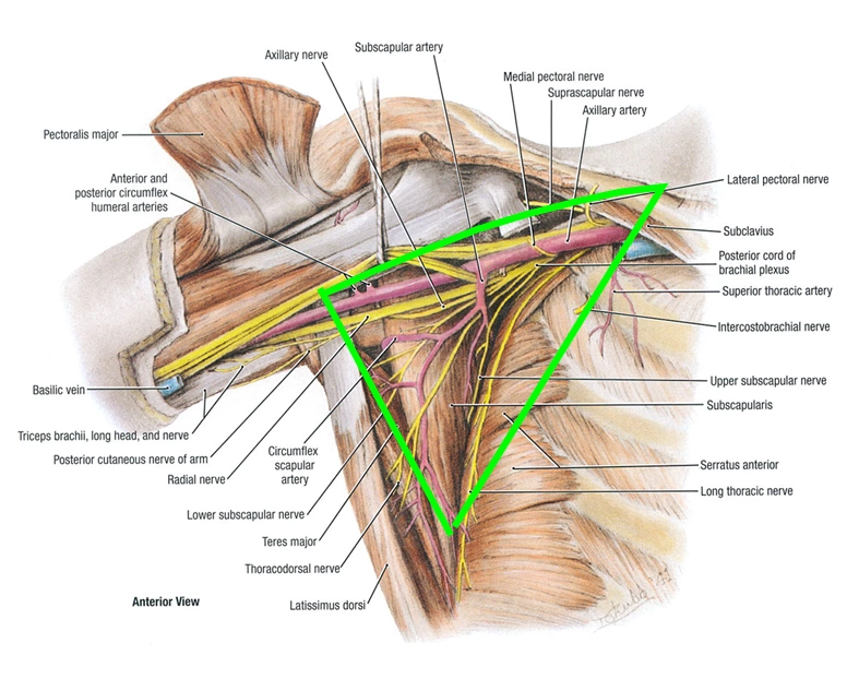 medial pectoral nerve
