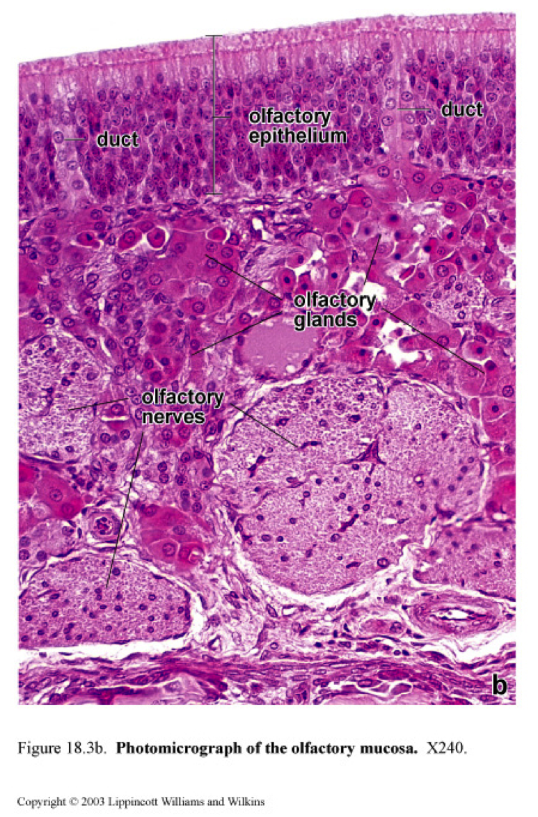 Histology Flashcards Memorang