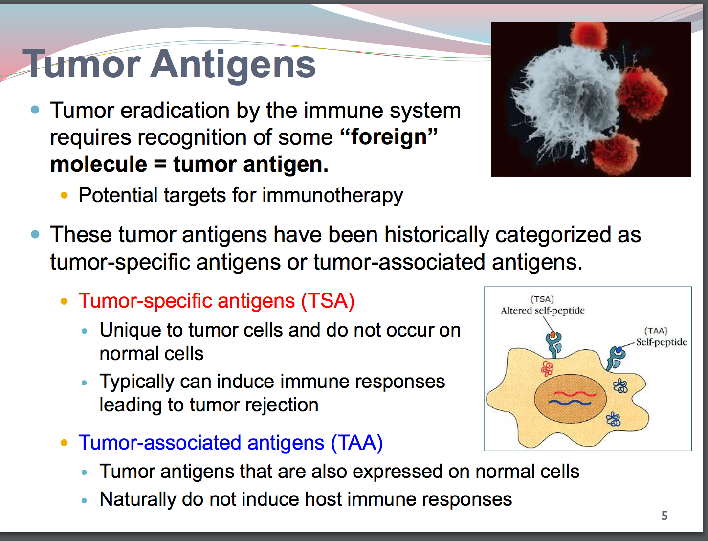 Tumor antigen