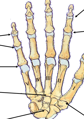 Bones Of The Hand And Wrist Unlabeled