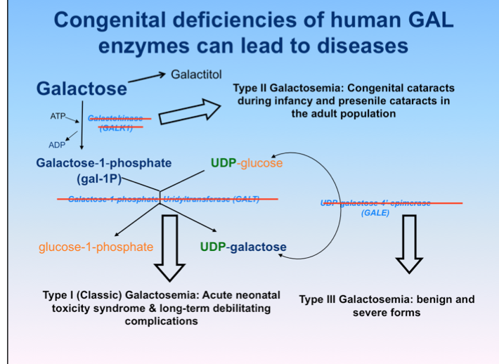 Galactosemia flashcards memorang