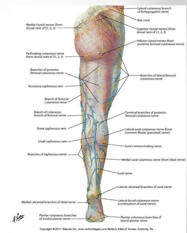 sural region