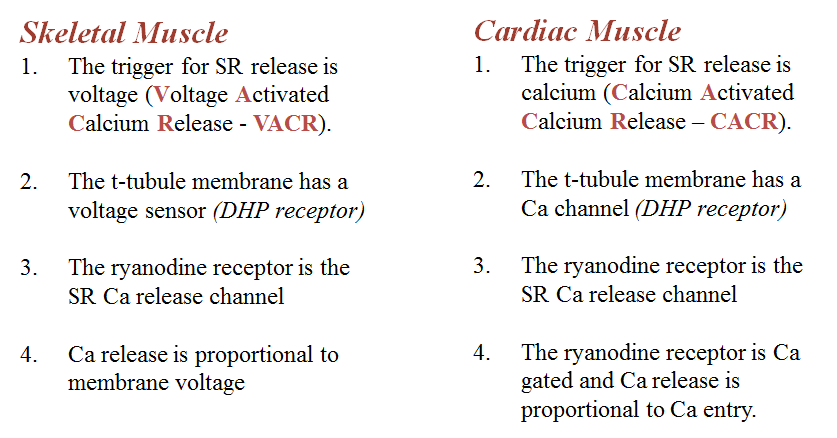 Differences In The Regulation Of Cardiac And Skeletal Muscle Contraction