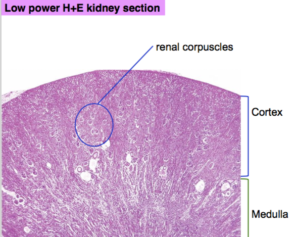 Renal Cortex Histology Diagram