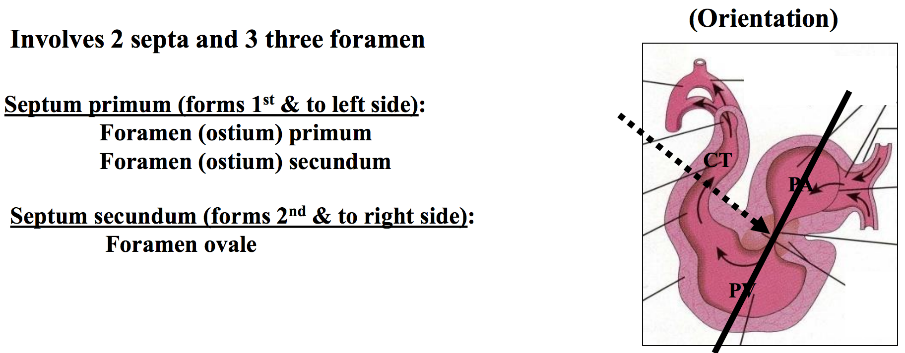 GS HE 24 & 25 Heart Development Flashcards | Memorang