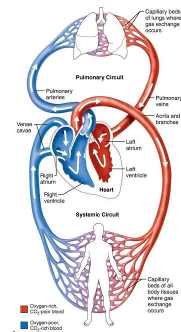 Lab 2: The Cardiovascular System Flashcards | Memorang