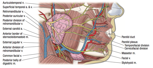 auriculotemporal nerve parotid