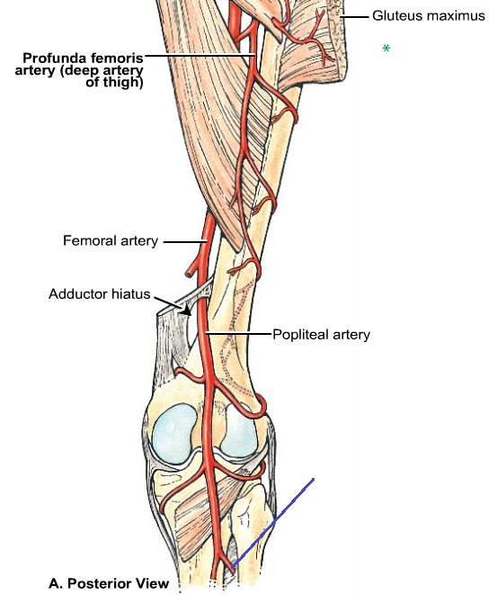 Anatomy #14 - Hip, Thigh, Knee Flashcards
