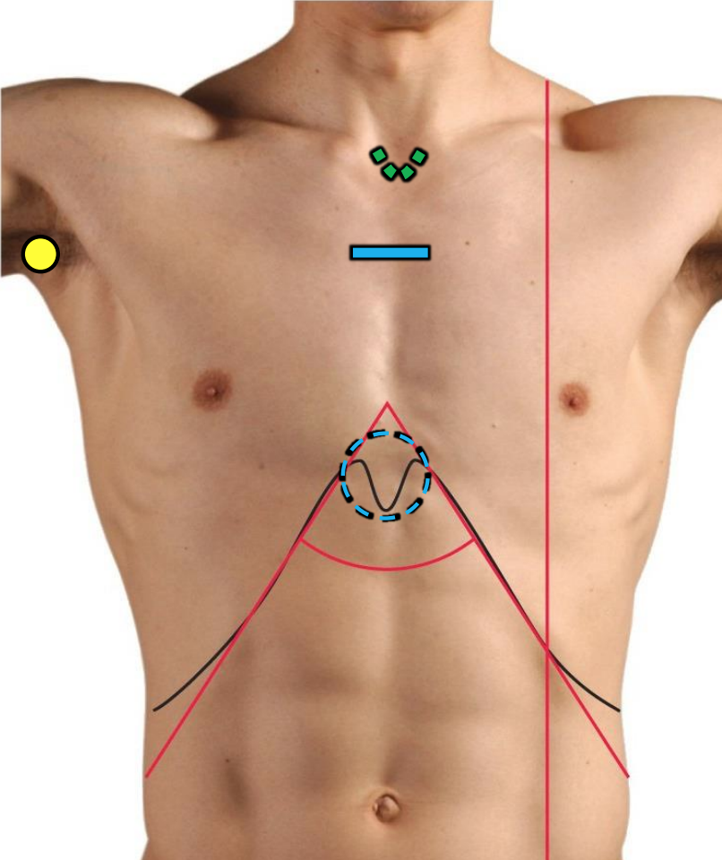 Surface anatomy thorax Flashcards