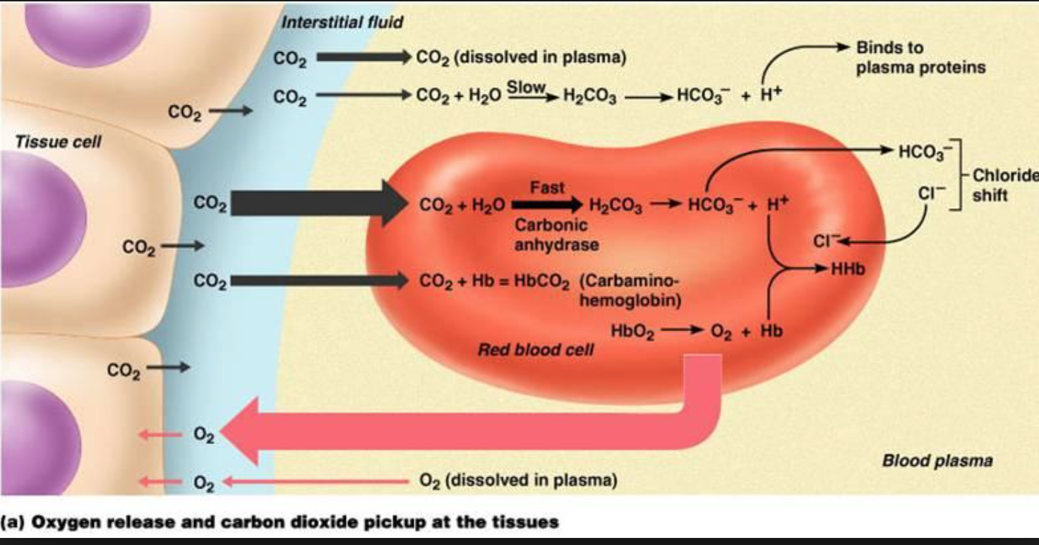 Physiology Flashcards | Memorang