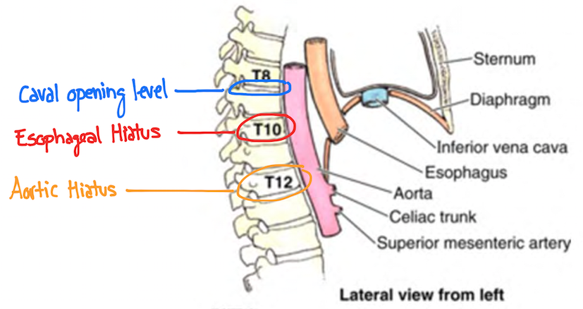 Major openings of the diaphragm: lateral view