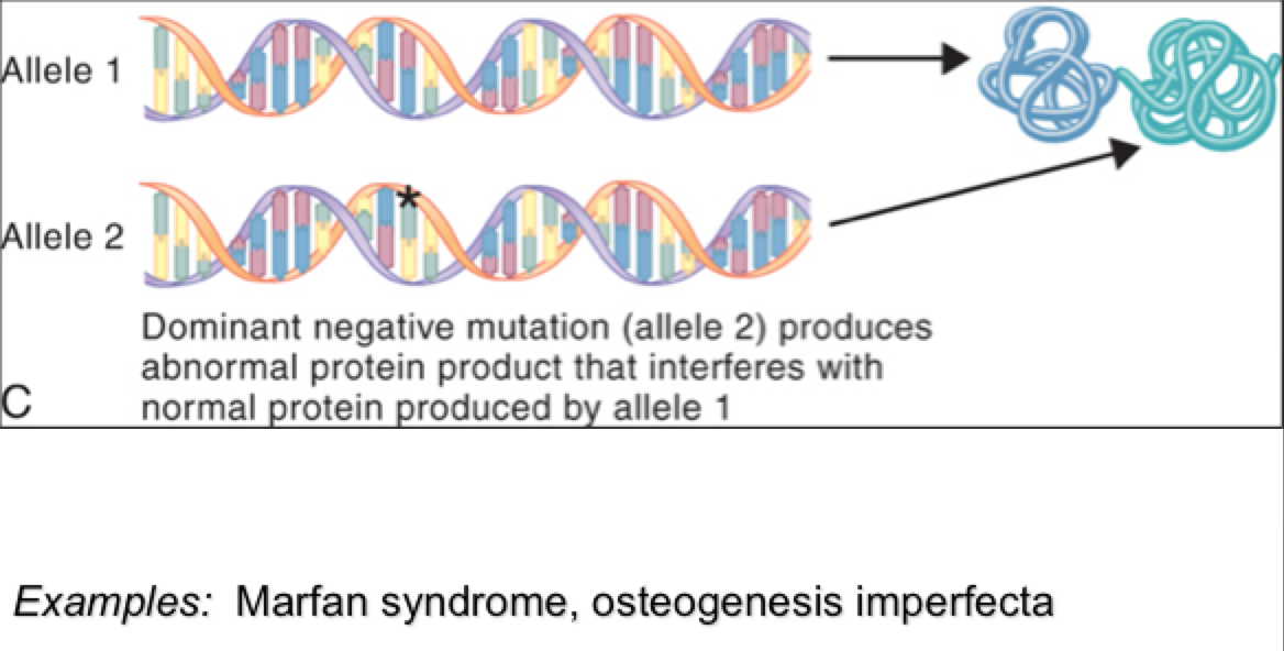 Genetics Flashcards | Memorang