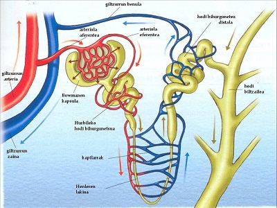 RENAL Flashcards | Memorang