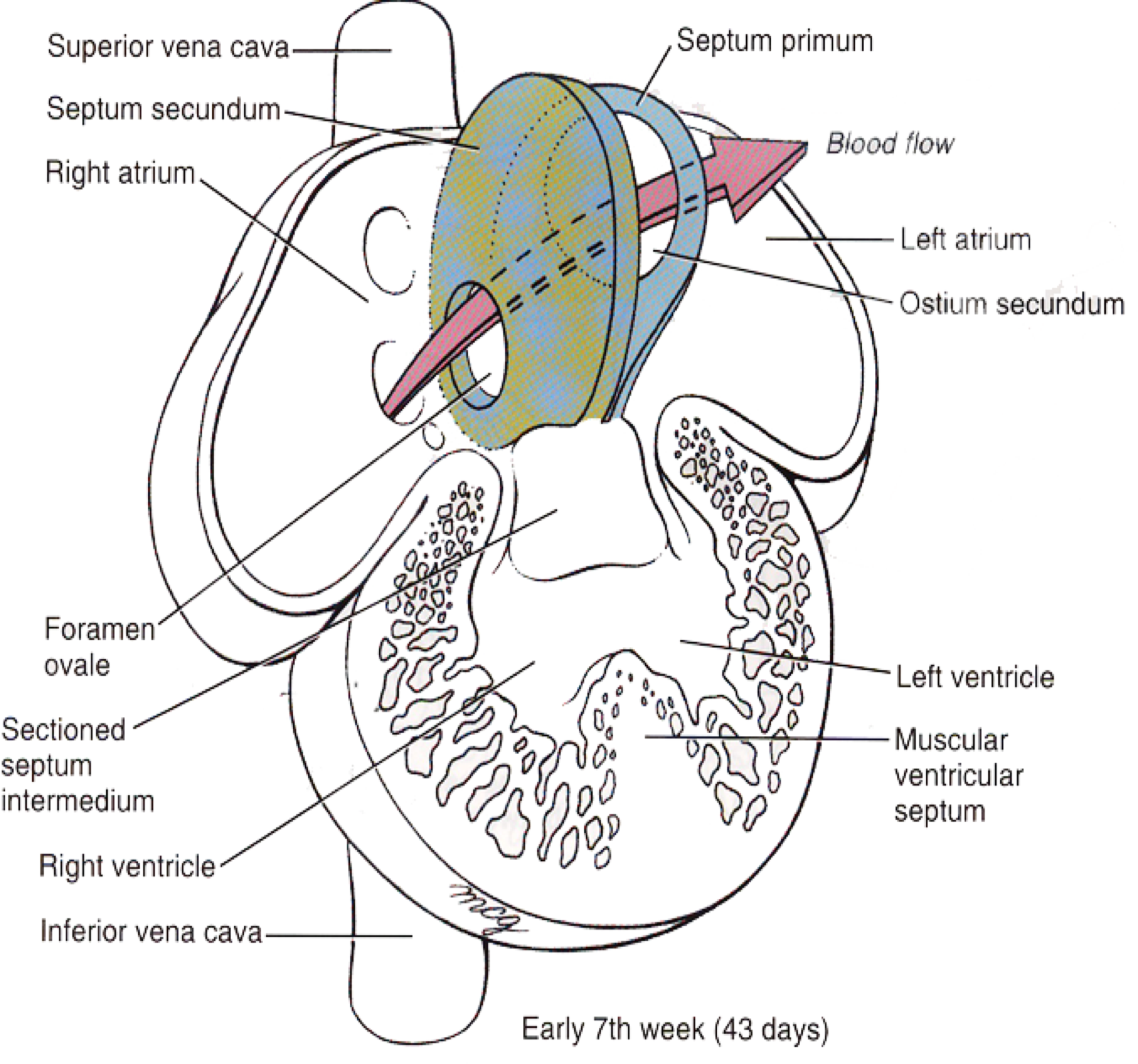 Embryology 2 Flashcards | Memorang
