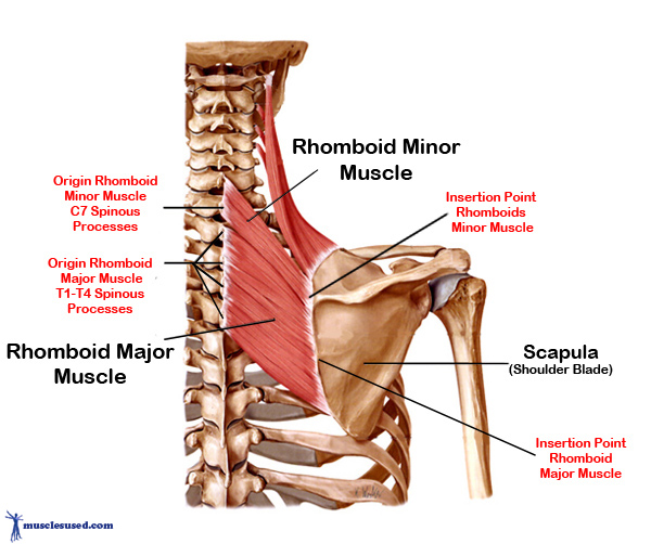 dorsal scapular artery rhomboid