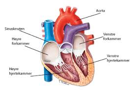 Hjerte-Karsykdommer Flashcards | Memorang