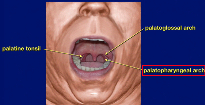 Palatoglossal Fold