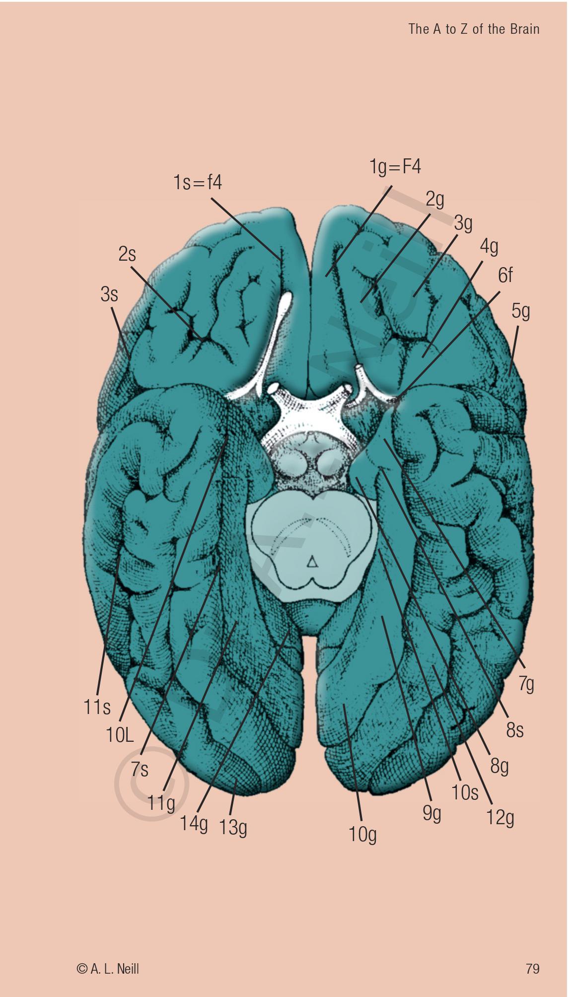 Neuroanatomy Flashcards | Memorang