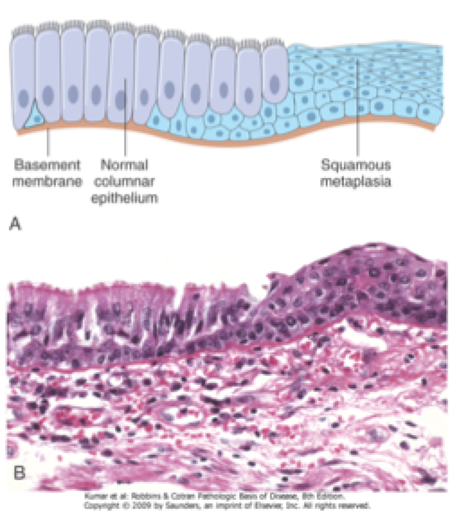 Histology Flashcards Memorang