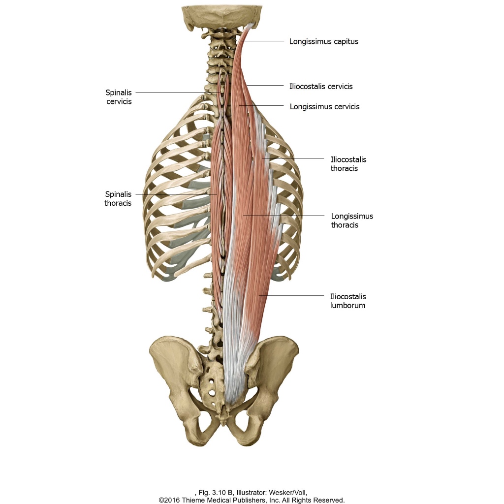 Anat 2 Exam 2 Flashcards | Memorang
