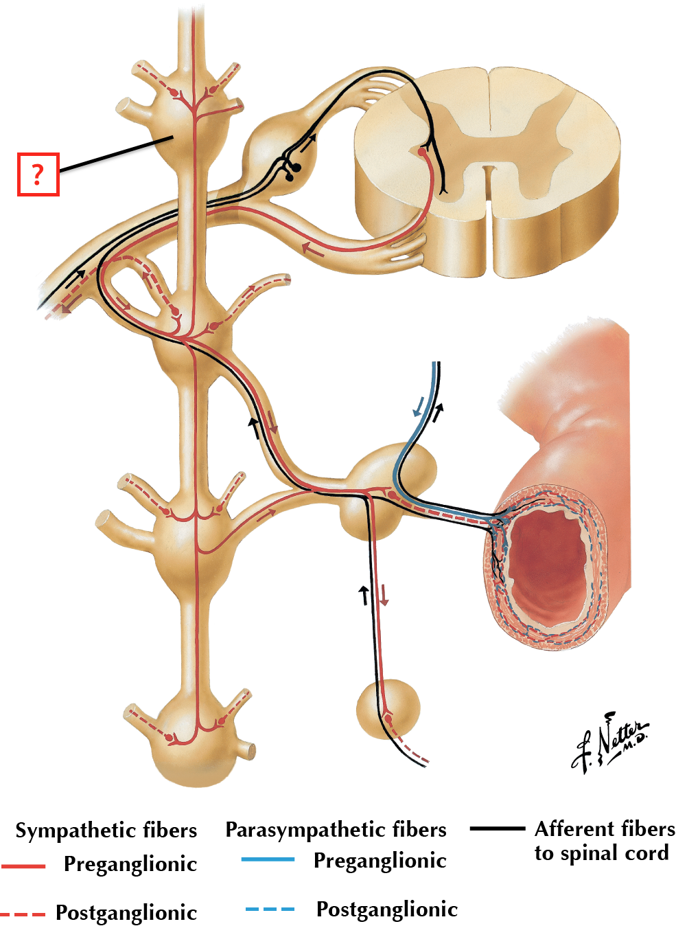 Thoracic Spinal Nerve and Connections to Sympathetic Trunk