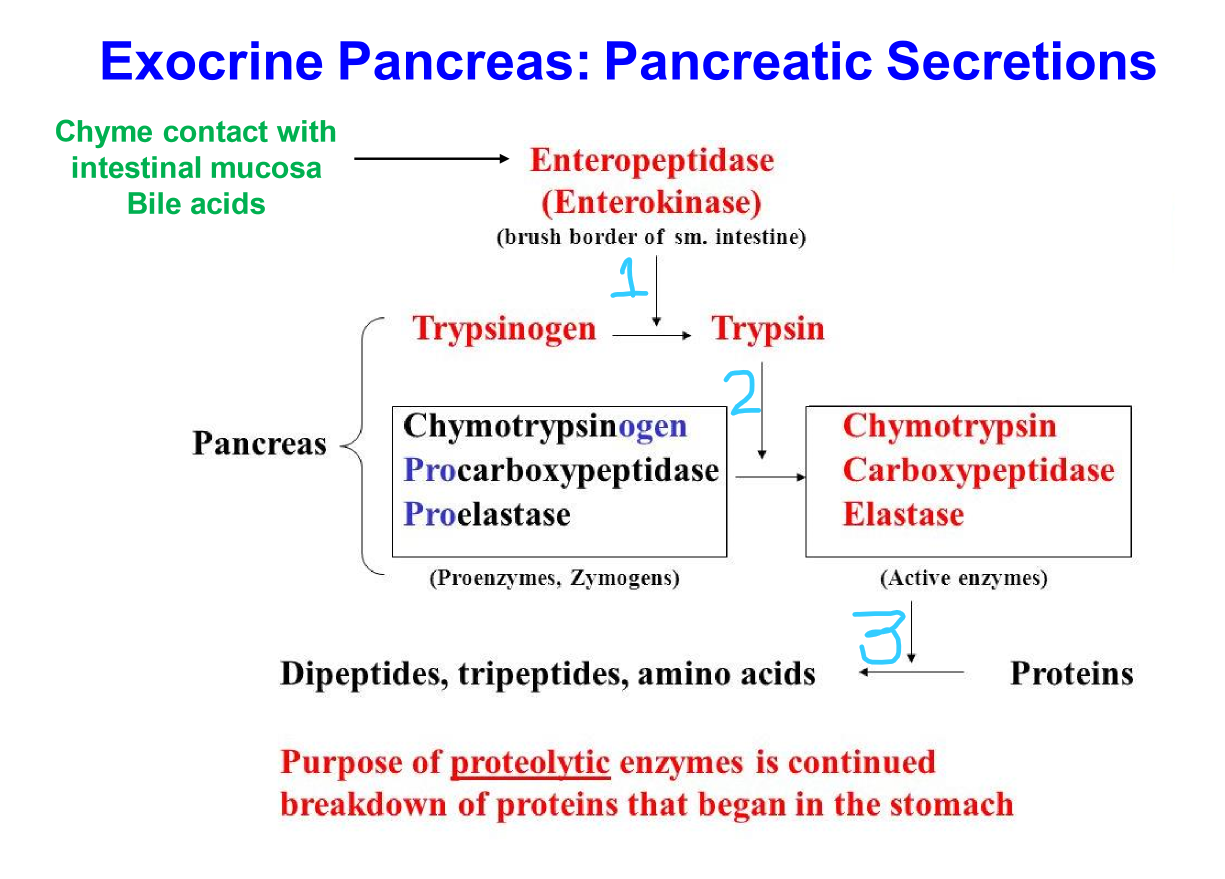 Exocrine Pancreas Flashcards Memorang